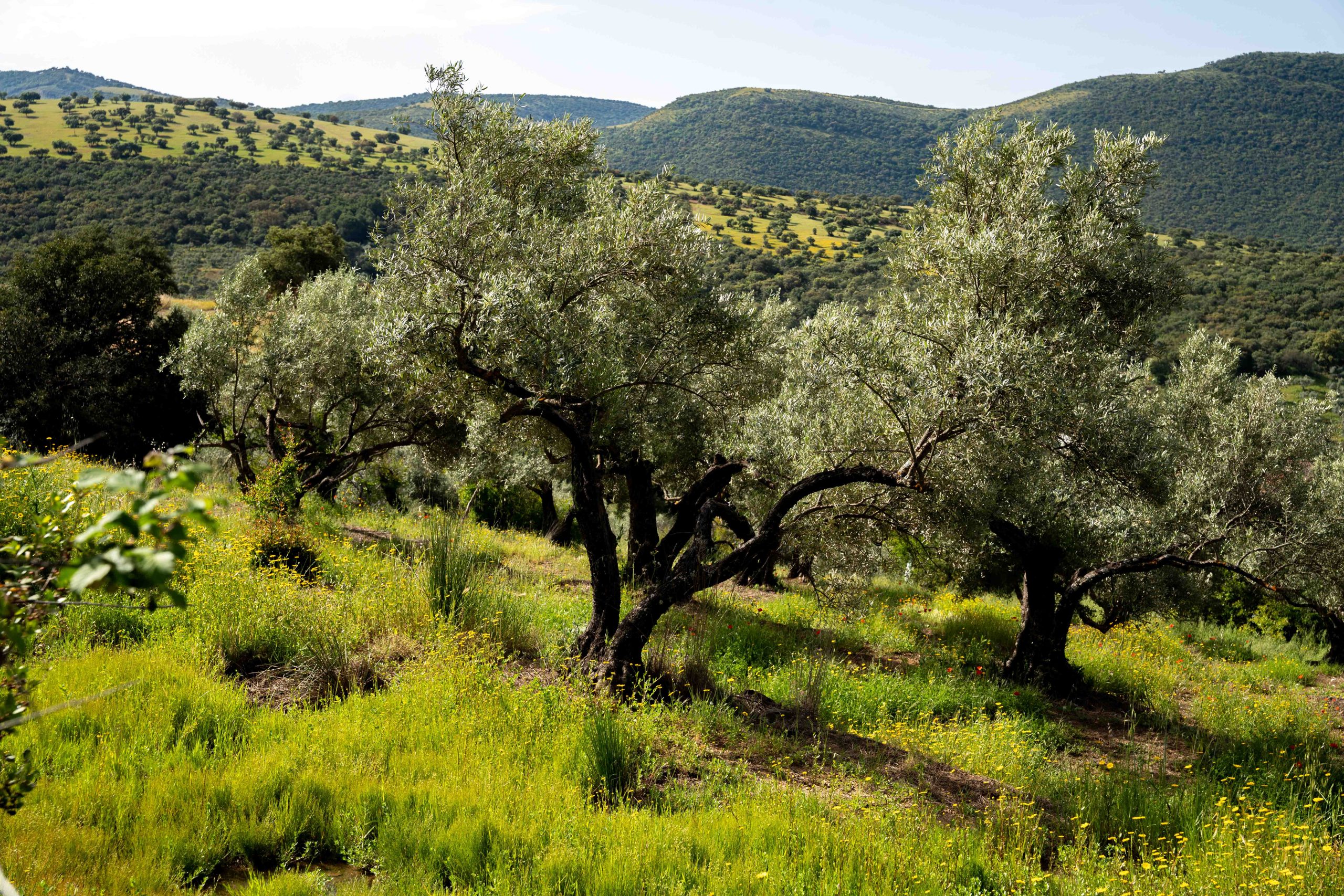 Naturaleza verde de El Hoyo, foto realizada por Ikonox.