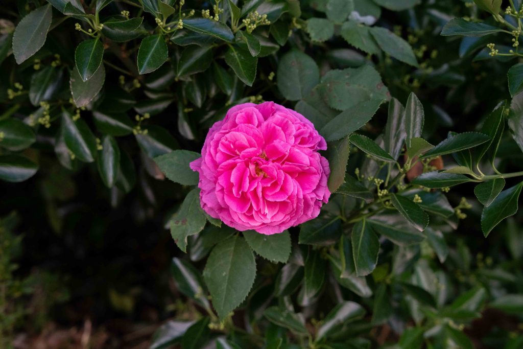 Flor colorida en El Hoyo, fotografía realizada por Ikonox Marketing Digital